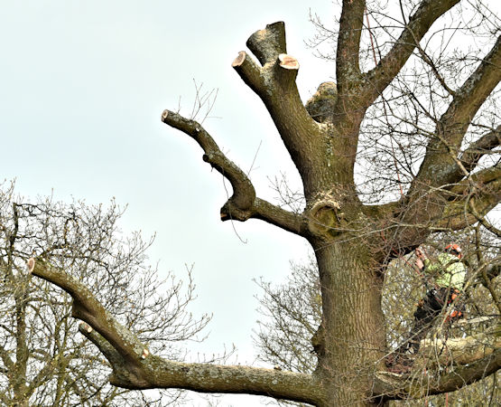 Poky Tree Pros Image